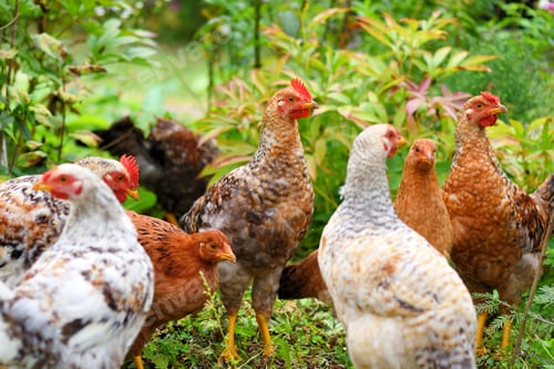Preview: Hens in field organic farm. Free range chickens on a lawn