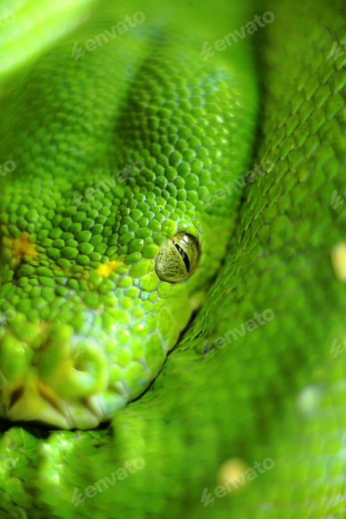 Preview: green snake
