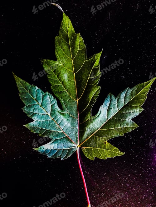 Preview: Healthy green silver maple leaf on black background with light shadow