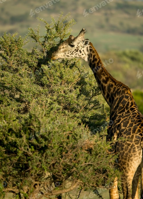 Preview: Giraffe eating in the Serengeti, Tanzania, Africa