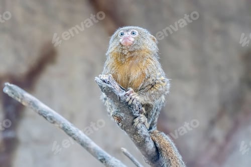 Preview: a Callithrix pygmaea, Pygmy marmoset sitting on top of a tree branch,