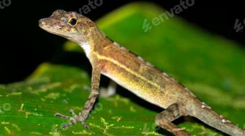 Preview: Anolis, Corcovado National Park, Costa Rica