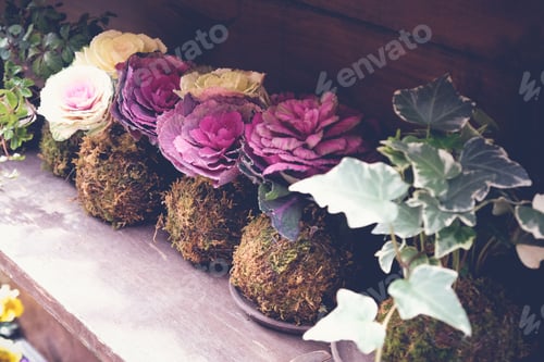 Preview: Ornamental Cabbages, rustic home decor, interior decoration