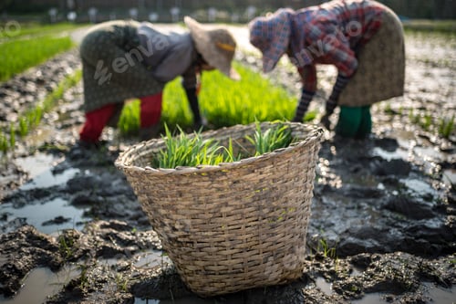 Preview: Farmers in rice paddy fields, Inle Lake, Shan State, Myanmar (Burma)