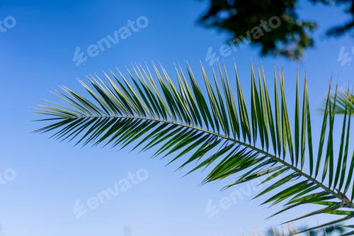Preview: Close-up shot of leaves of a tropical palm tree branch background of blue sky and exotic trees