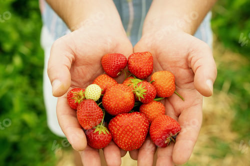 Preview: Fresh Strawberry picking in the field