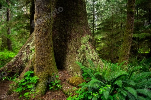 Preview: Carmanah Walbran Provincial Park covered in greenery under the sunlight in Canada