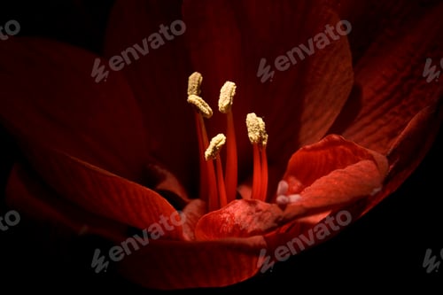 Preview: red amaryllis flower