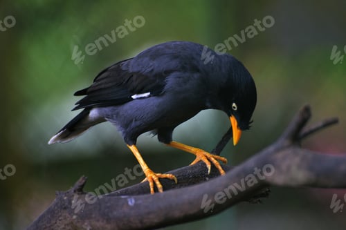 Preview: The Javan myna, Acridotheres javanicus