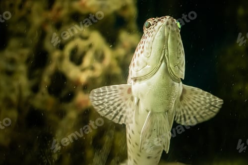 Preview: Tropical sea fish close-up on a background of coral reef.