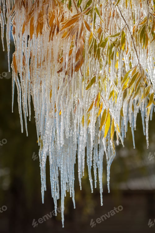 Preview: Icicles hanging down from the branches of willow trees.