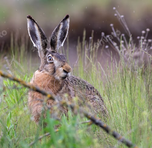 Preview: European hare, Lepus europaeus. A hare sits among the vegetation and branches in a meadow