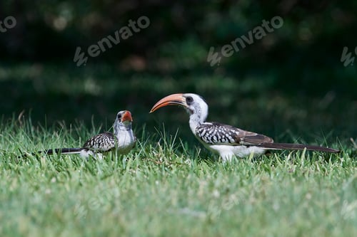 Preview: Western red-billed hornbill (Tockus kempi)