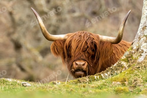 Preview: Scottish brown highland cow with big horns in a pasture