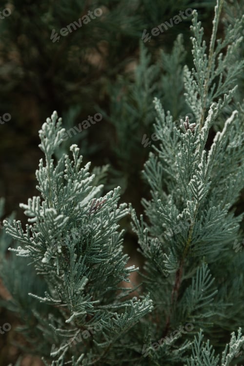 Preview: Fir tree branch covered with hoarfrost. Abstract floral background, side view.