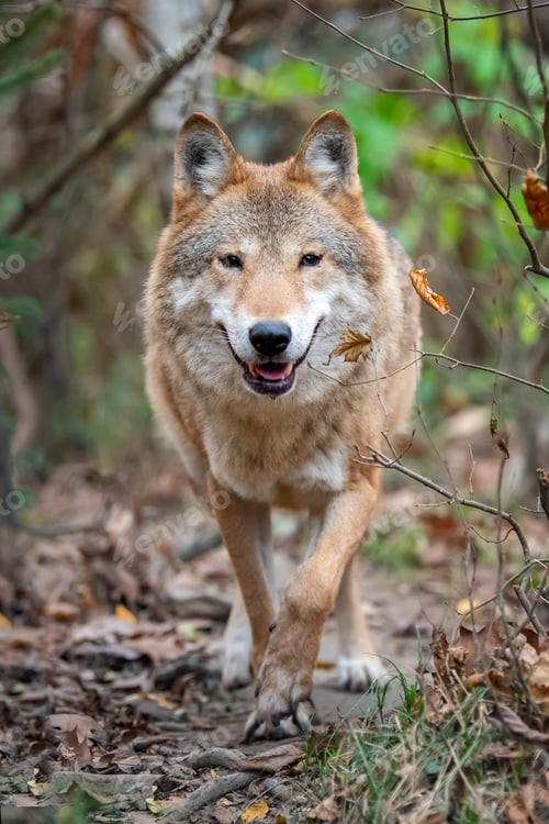 Preview: Wolf in autumn forest