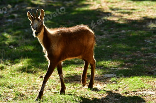 Preview: Roe deer in the wilderness, among trees in a wild landscape in the Catalonia region of Spain