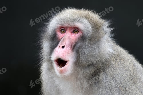 Preview: The Japanese macaque (Macaca fuscata), also known as the snow monkey