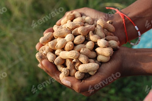 Preview: Closeup shot of a farmer holding groundnuts in India