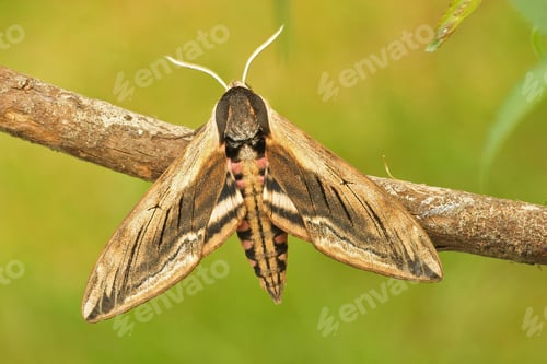 Preview: Shallow focus of a privet hawk moth (Sphinx ligustri) on a twig against