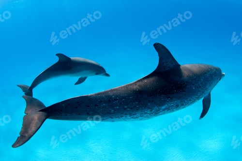 Preview: Dolphins swimming in tropical water