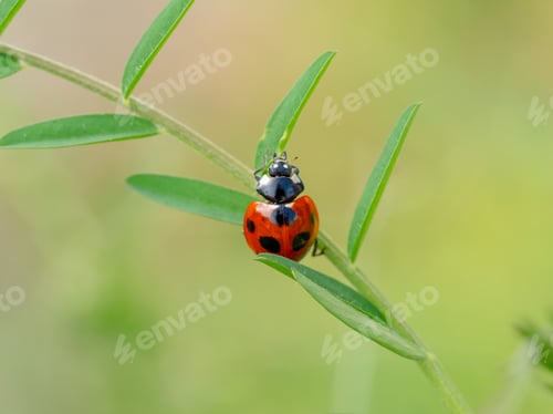 Preview: Close up of ladybug on the grass