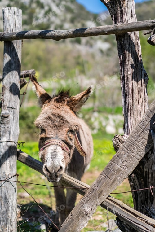 Preview: Small sad donkey on a farm