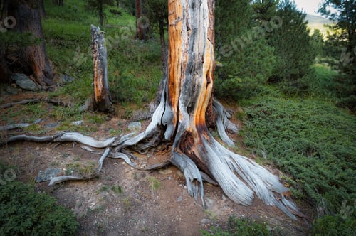 Preview: Roots of a 100-year-old stone pine tree