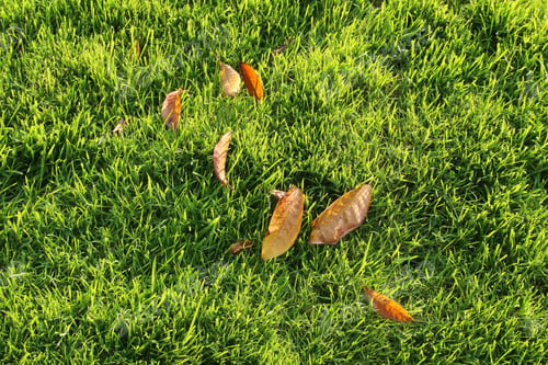 Preview: Autumn leaves on a green lawn