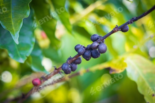 Preview: Close-up of a cluster of sick coffee beans growing on a vine in the warm sunlight.