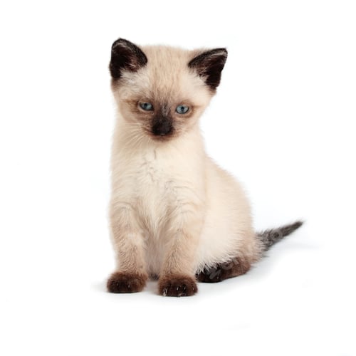 Preview: cat, kitten, pet, isolate
