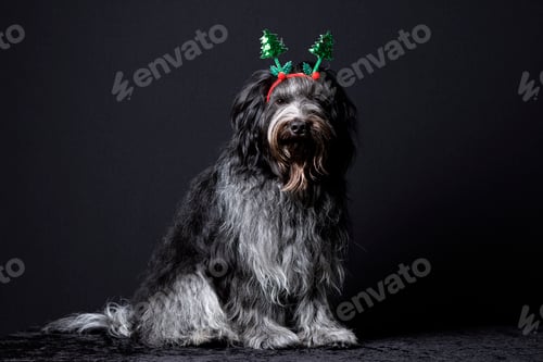 Preview: Schapendoes (Dutch Sheepdog) at Christmas close up portrait