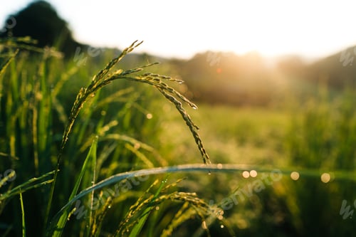 Preview: Rice in the fields in the early morning