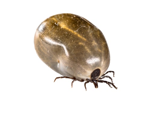 Preview: Castor Bean Tick