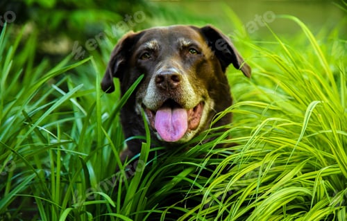Preview: Happy chocolate labrador retriever dog smiling while sitting in tall green grass.
