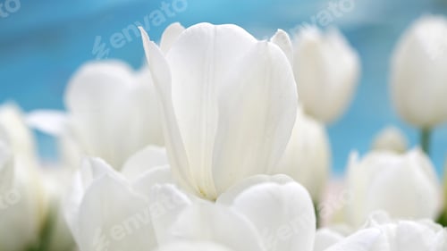 Preview: Tulips, petal, lovely, wallpaper, background