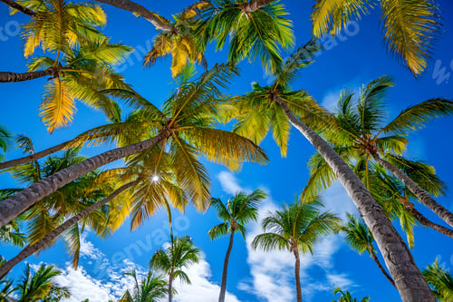 Preview: Tropical beach with palm trees