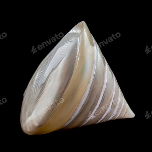 Preview: Tectus pyramis pearl shell on black background