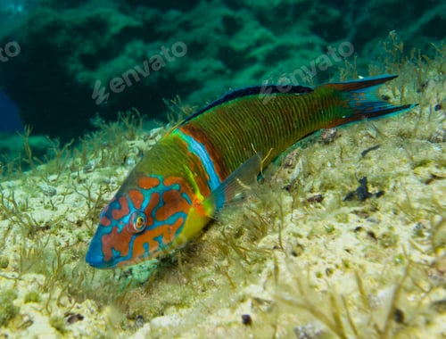Preview: Colourful Ornate wrasse