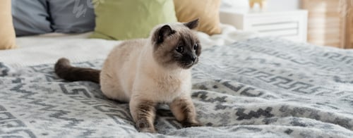 Preview: fluffy cat lying on bed near blurred pillows, banner