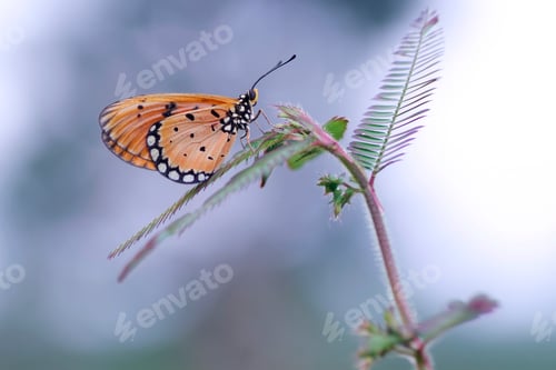 Preview: butterfly