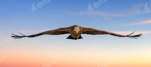 Preview: Majestic bird Vulture soaring through blue sky