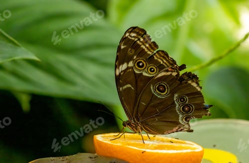 Preview: Closeup shot of a butterfly perched on an orange slice