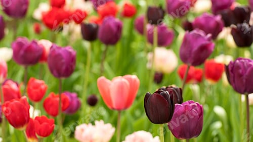 Preview: Tulips, petal, lovely, wallpaper, background