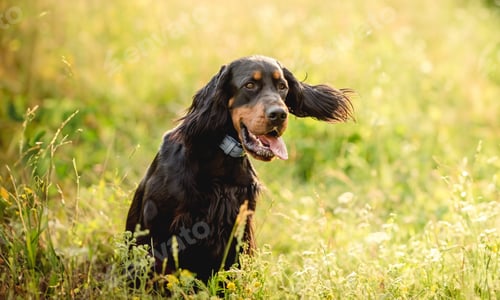 Preview: Scottish setter dog on green grass