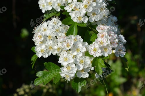 Preview: White flowers of Common hawthorn, also known as Crataegus monogyna