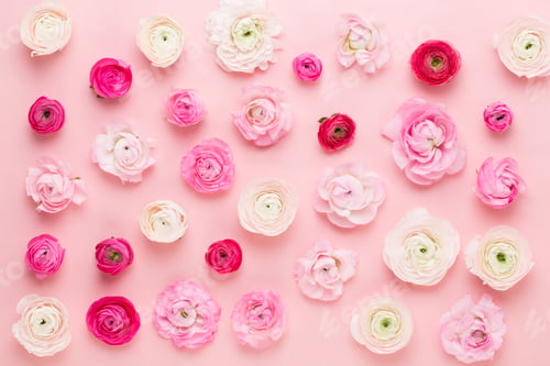 Preview: Beautiful colored ranunculus flowers on a pink background. Spring greeting card.