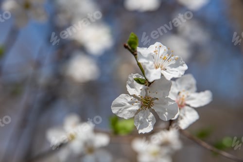 Preview: Spring hope