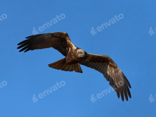 Preview: Western marsh harrier (Circus aeruginosus)
