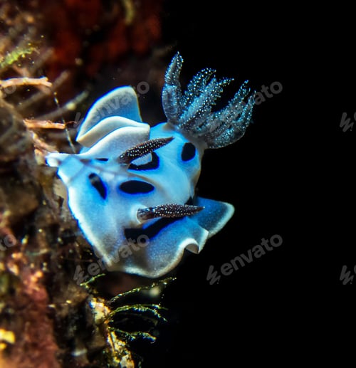 Preview: Amazing underwater world, Underwater world scene.